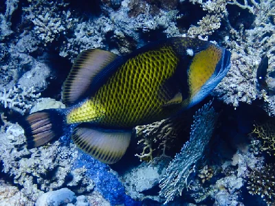 Titan Triggerfish