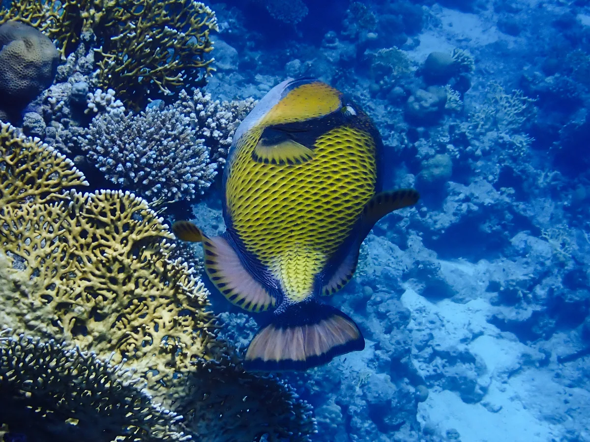 Titan Triggerfish