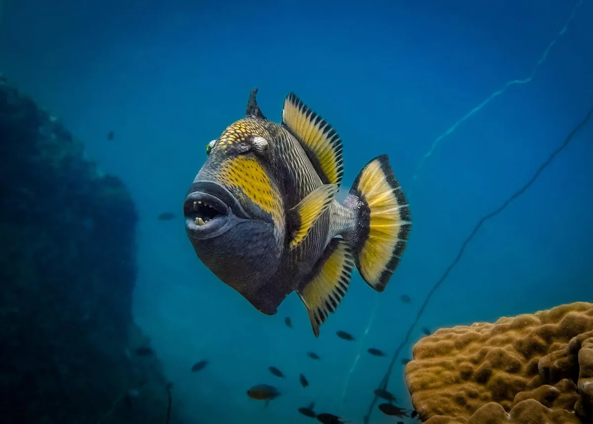 Titan Triggerfish
