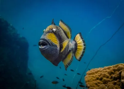 Titan Triggerfish