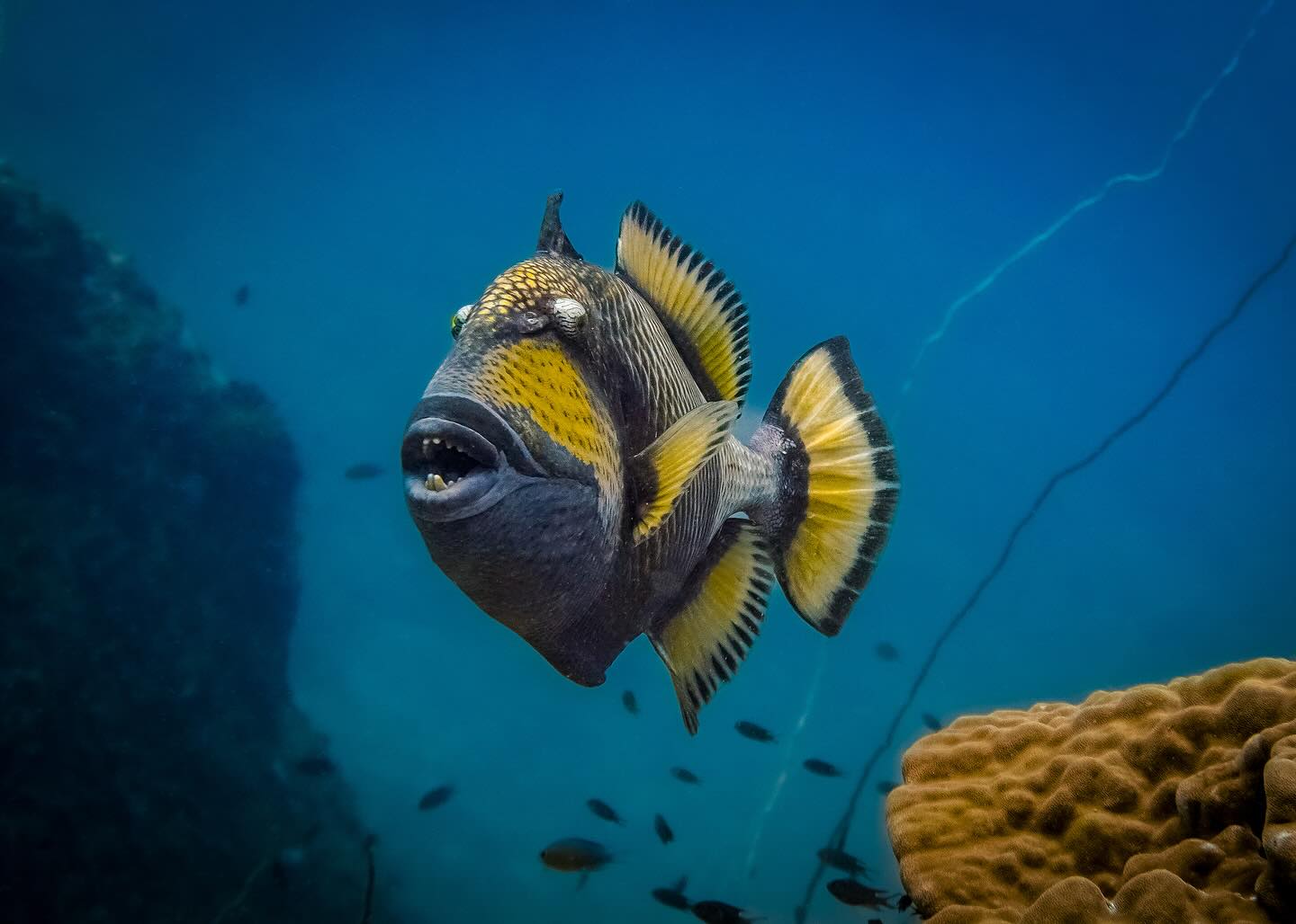 Titan Triggerfish