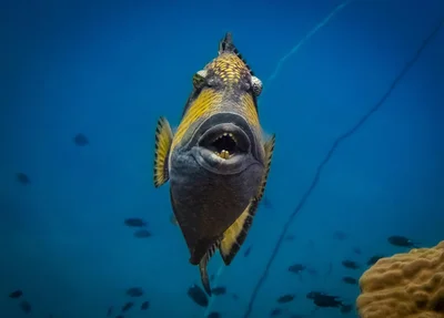 Titan Triggerfish