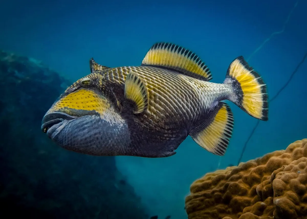 Titan Triggerfish
