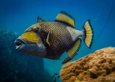 Titan Triggerfish