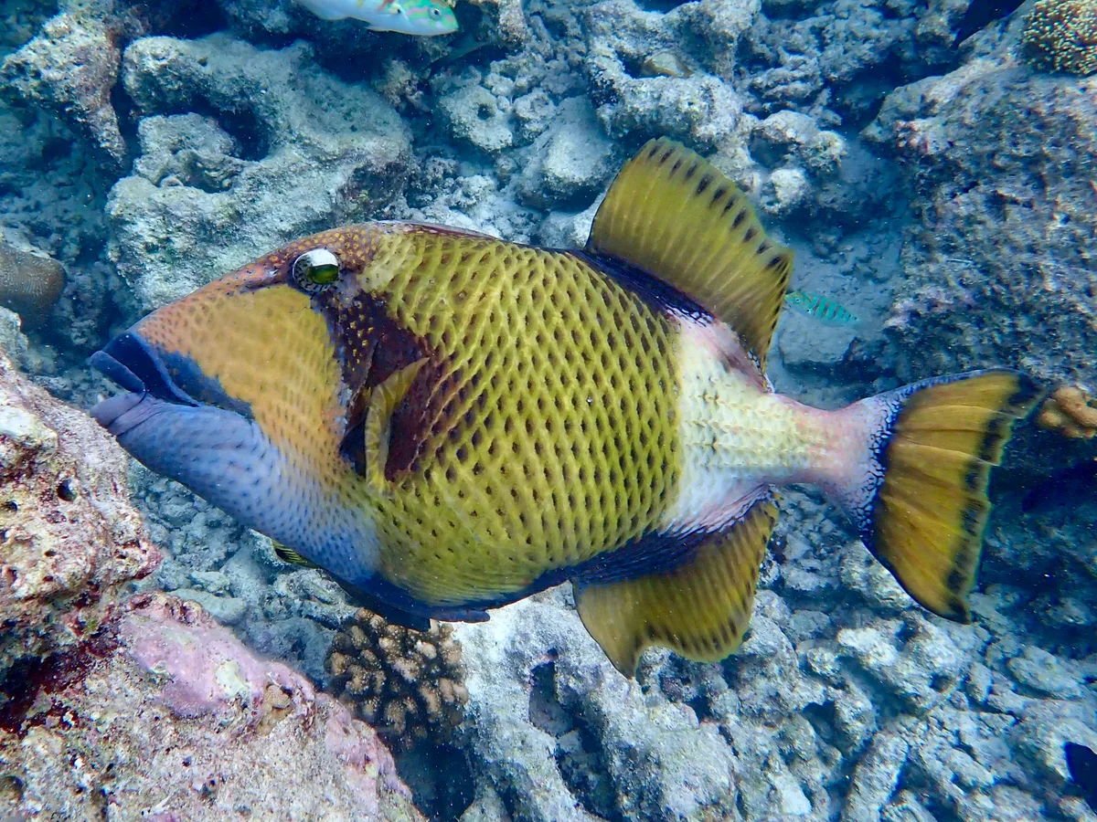 Balistoides viridescens - Royal Island Resort, Baa Atoll, Maldives