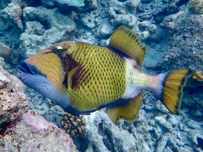 Balistoides viridescens - Royal Island Resort, Baa Atoll, Maldives