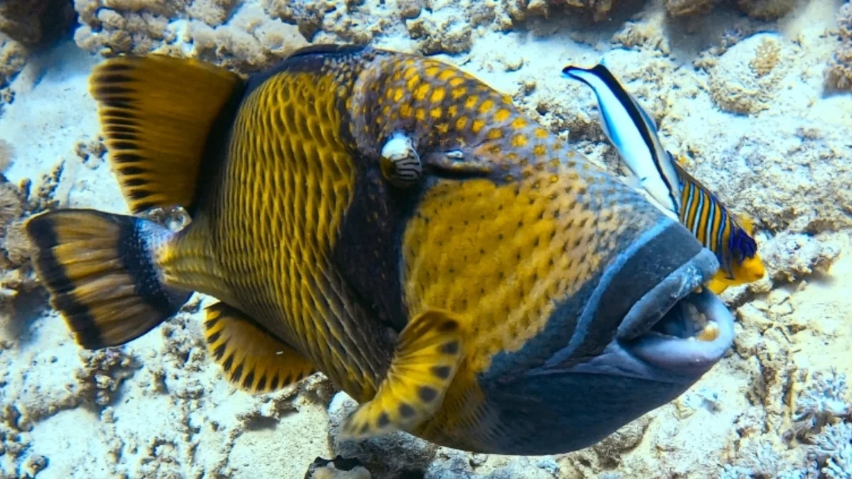 Balistoides viridescens - Égypte