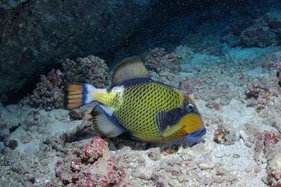 Balistoides viridescens - Egypt, St Johns Reef System