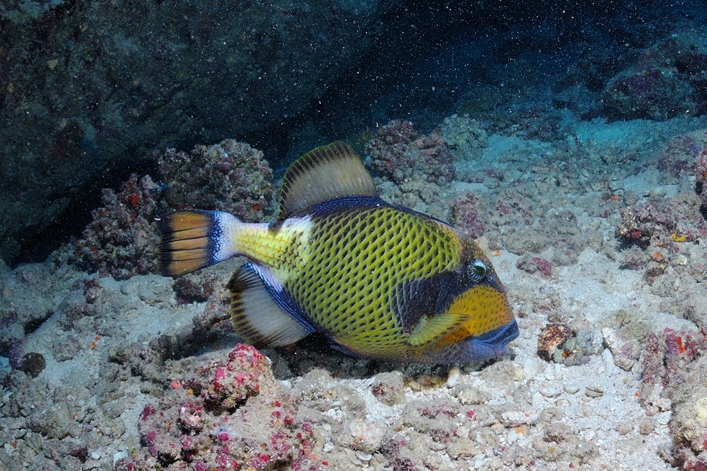 Balistoides viridescens - Egypt, St Johns Reef System