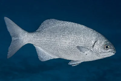 Topsail Chub
