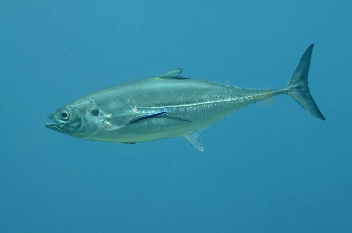 Torpedo scad (Megalaspis cordyla) at cleaning station