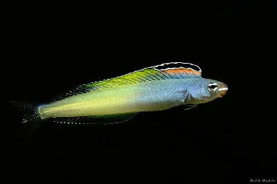 Townsend’s Fangblenny