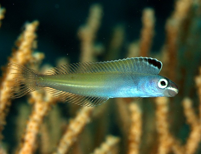 Plagiotremus Townsendi