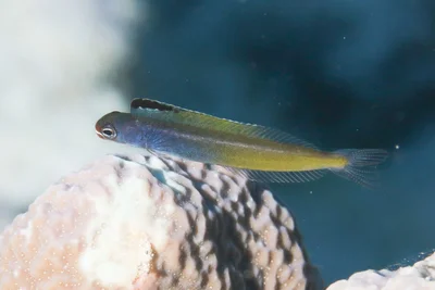 Townsend's Fangblenny