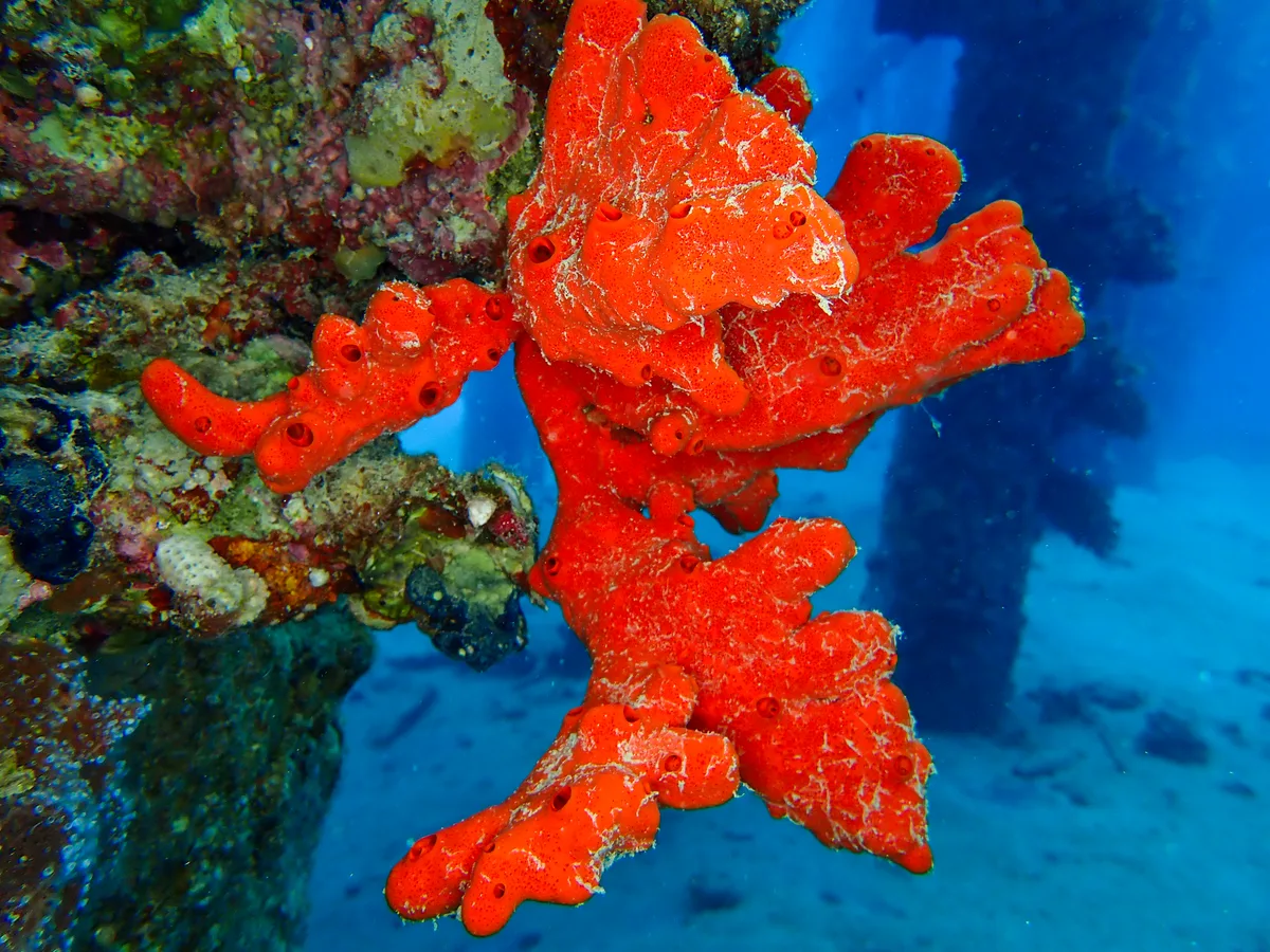 Toxic Finger Sponge