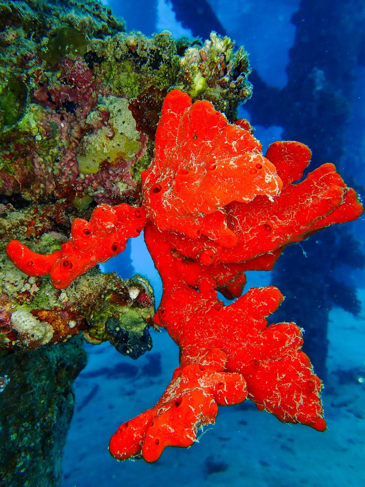 Toxic Finger Sponge