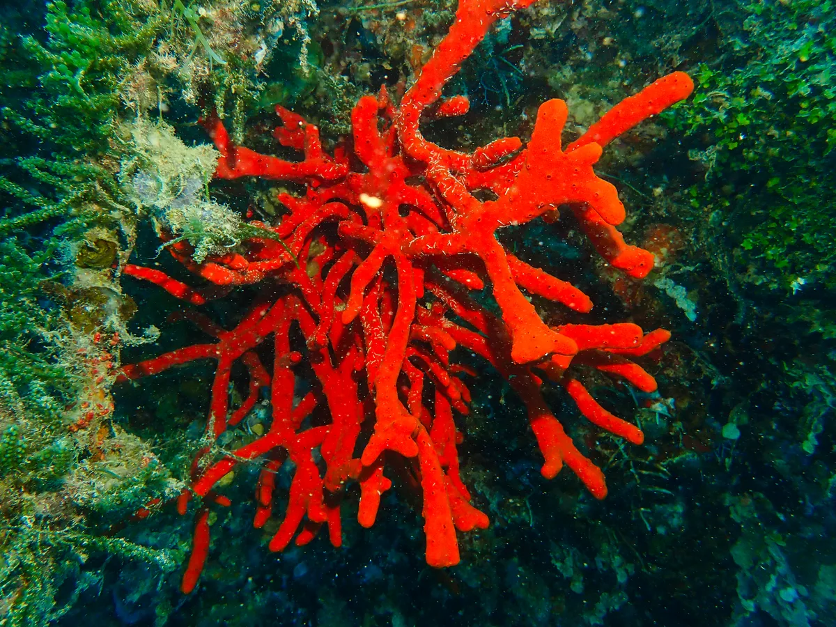 Toxic Finger Sponge