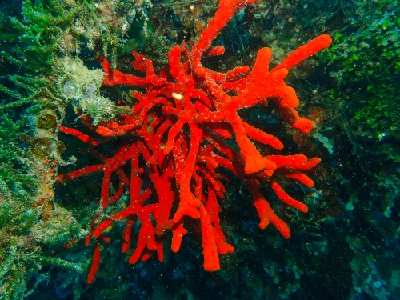 Toxic Finger Sponge