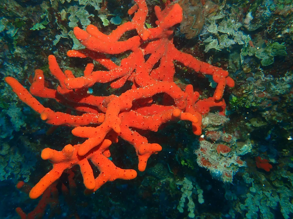 Toxic Finger Sponge