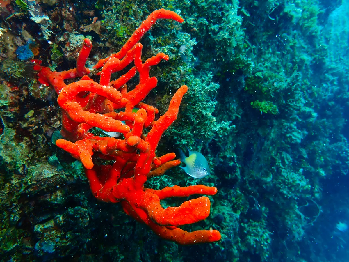 Toxic Finger Sponge