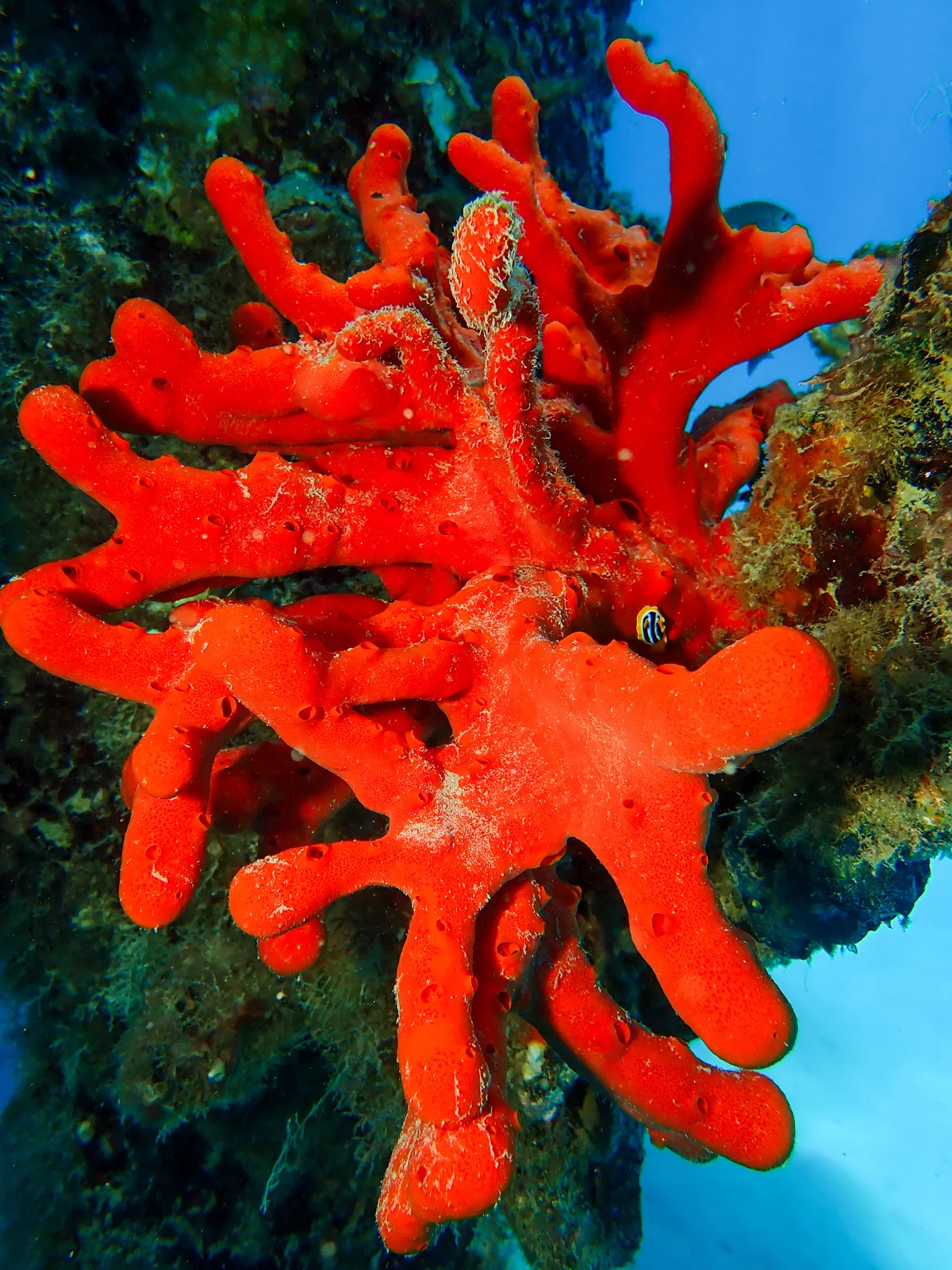 Toxic Finger Sponge