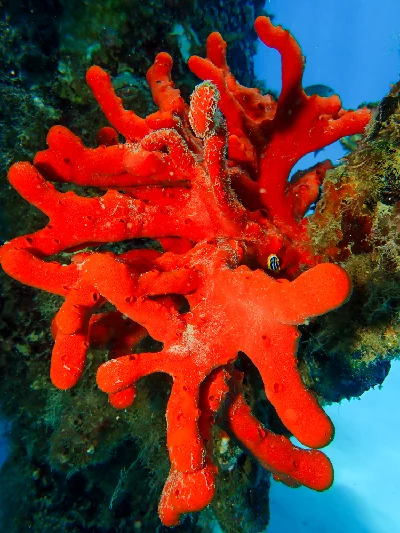 Toxic Finger Sponge
