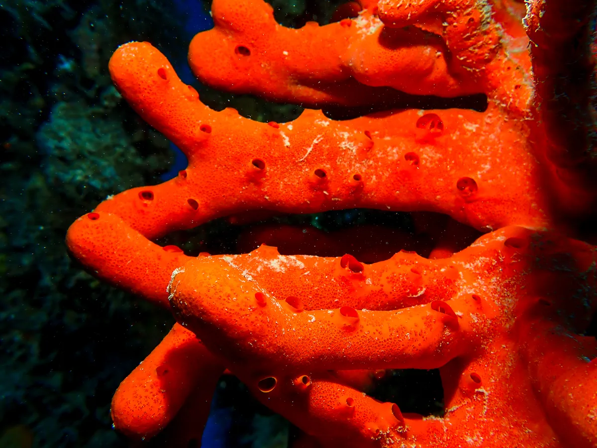 Toxic Finger Sponge