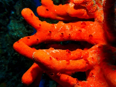 Toxic Finger Sponge
