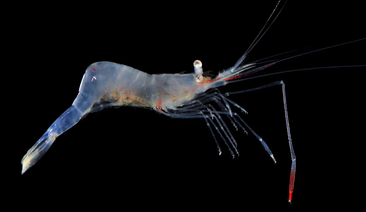Translucent Gorgonian Shrimp