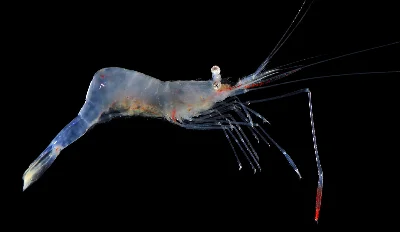 Translucent Gorgonian Shrimp