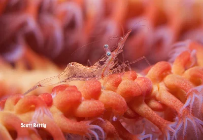 Translucent Gorgonian Shrimp