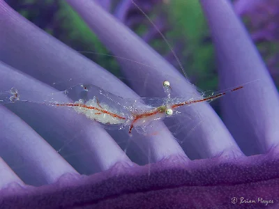 Translucent Gorgonian Shrimp