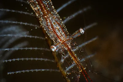 Translucent Gorgonian Shrimp
