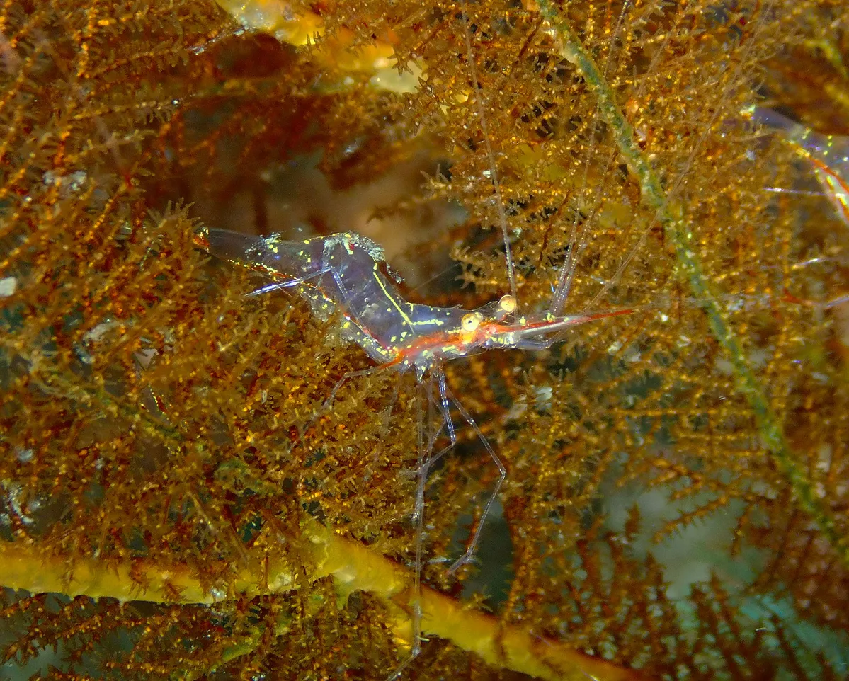 Translucent Gorgonian Shrimp