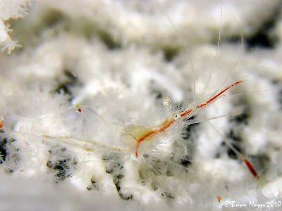 Translucent Gorgonian Shrimp