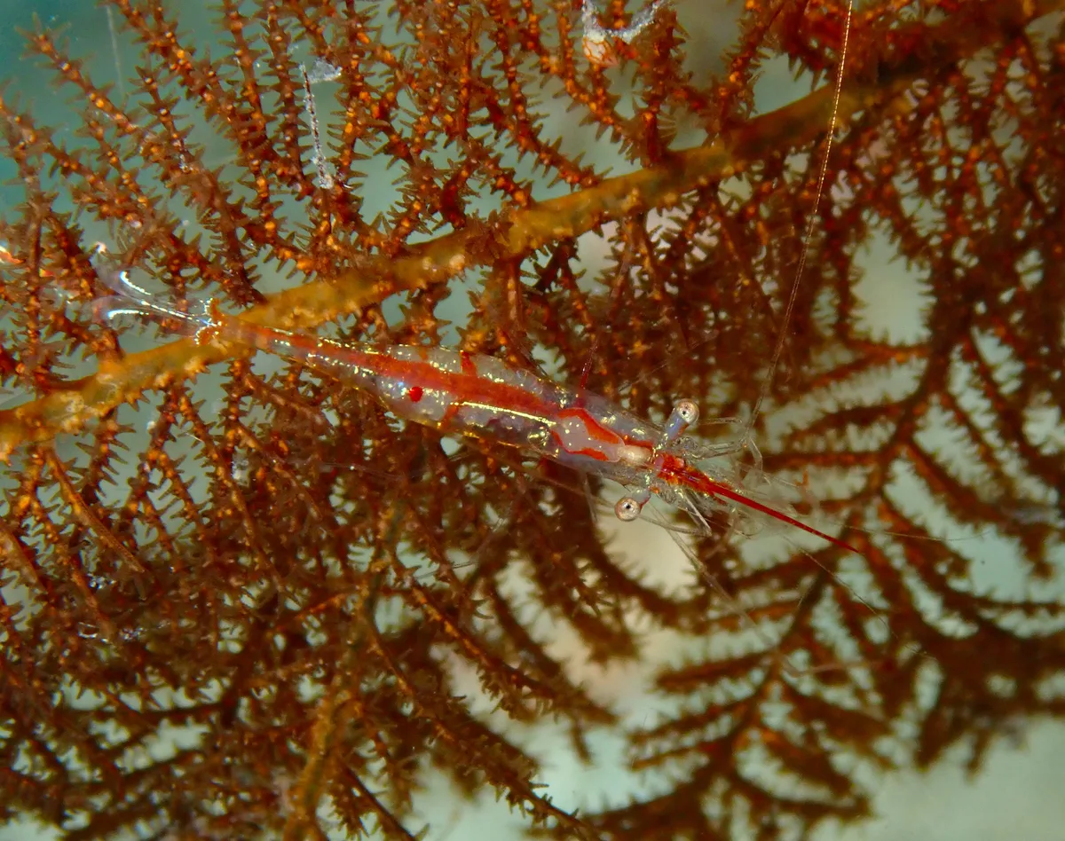 Translucent Gorgonian Shrimp
