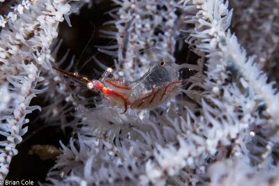 Translucent Gorgonian Shrimp