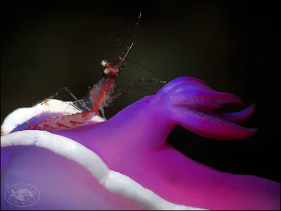 Translucent Gorgonian Shrimp (Manipontonia psamathe)