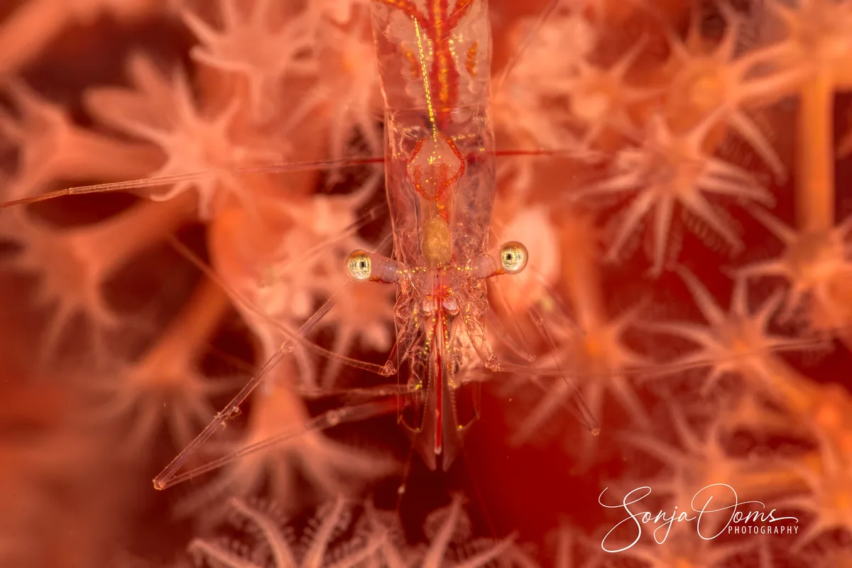 Translucent gorgonian shrimp