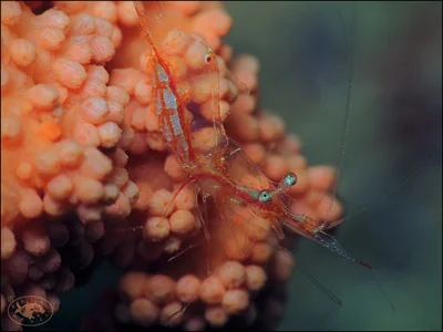 Translucent Gorgonian Shrimp (Manipontonia psamathe)