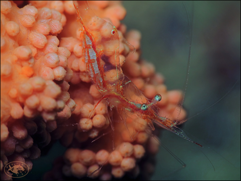 Translucent Gorgonian Shrimp (Manipontonia psamathe)