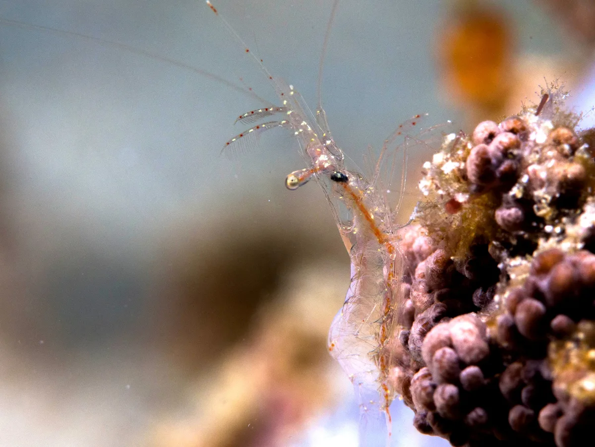Translucent Gorgonian Shrimp (Manipontonia psamathe)