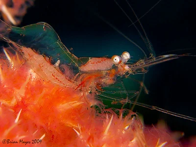 Transparent Commensal Shrimp (Manipontonia psamathe)