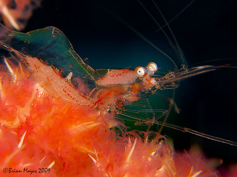 Transparent Commensal Shrimp (Manipontonia psamathe)