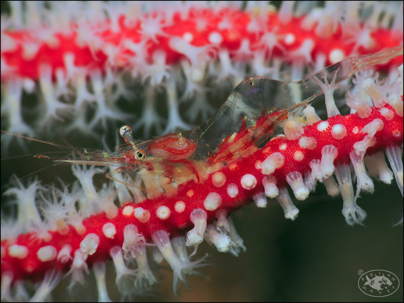 Translucent Gorgonian Shrimp (Manipontonia psamathe)