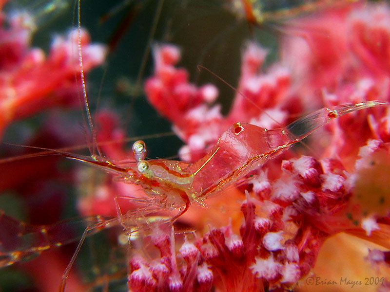 Transparent Commensal Shrimp (Manipontonia psamathe)