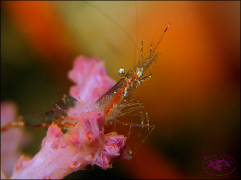Translucent Gorgonian Shrimp (Manipontonia psamathe)