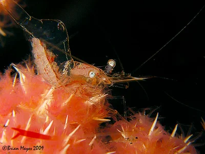 Transparent Commensal Shrimp (Manipontonia psamathe)