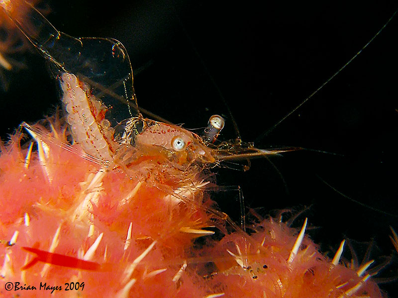 Transparent Commensal Shrimp (Manipontonia psamathe)