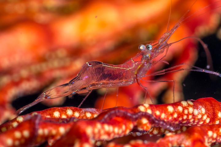 Translucent gorgonian shrimp (Manipontonia psamathe)